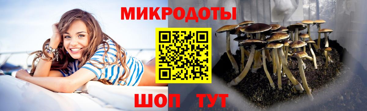 Псилоцибиновые грибы мицелий Новоалександровск